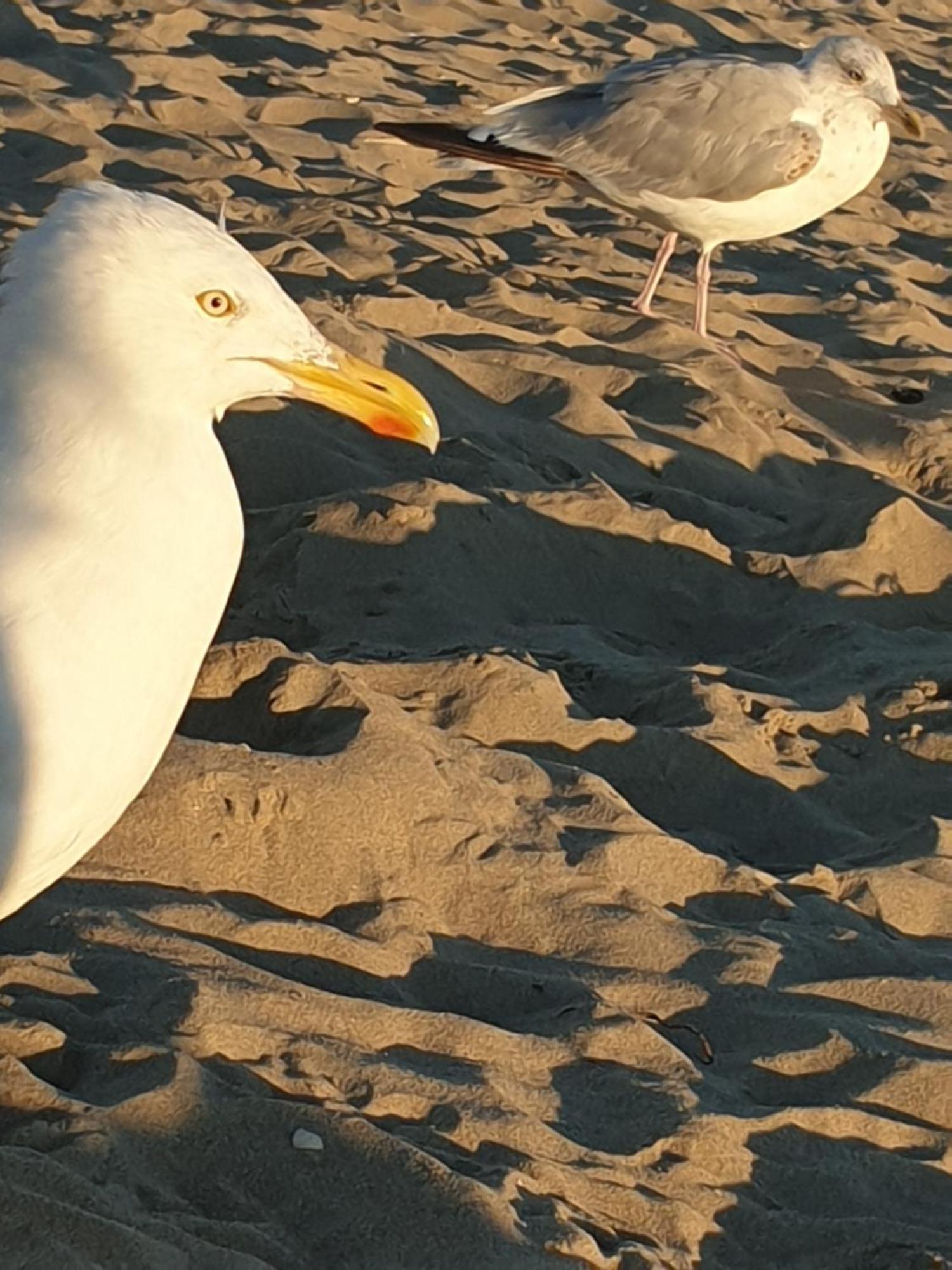 Rembrandts Beach View 잔드보르트 외부 사진